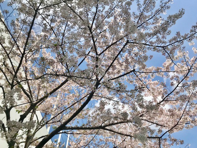 大江戸中庭　春満開